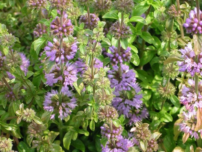 Mentha pulegium