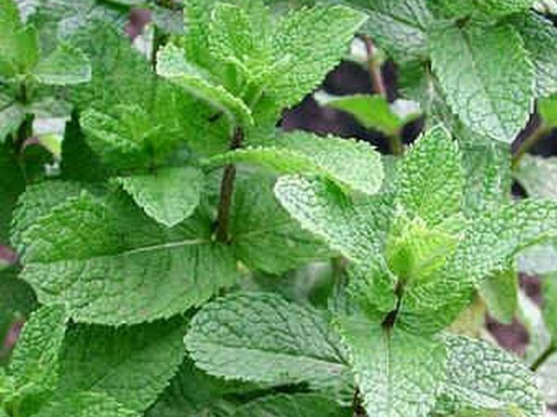 Mentha spicata 'Marrakech'