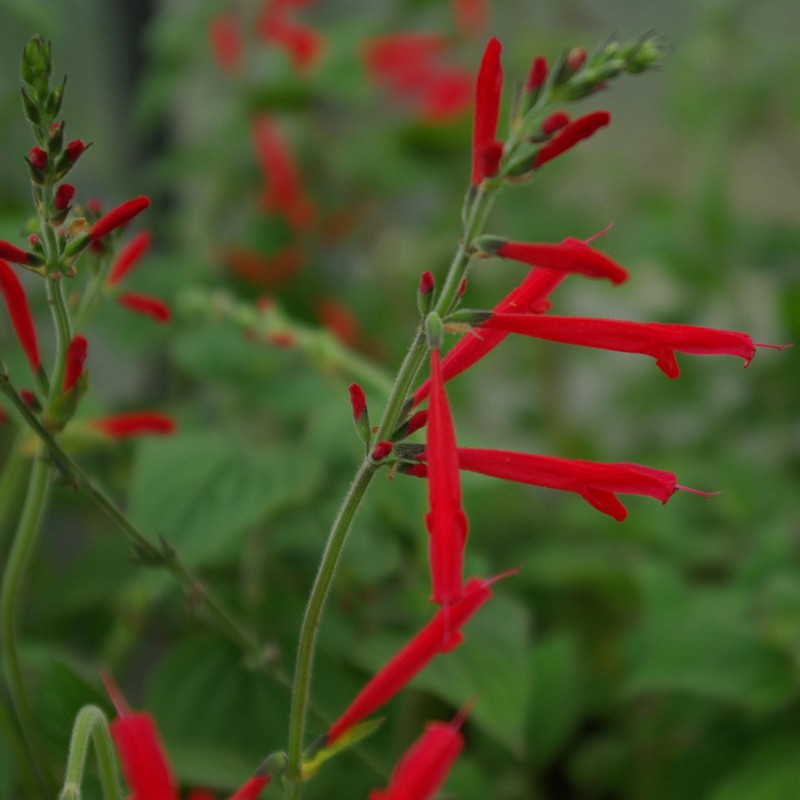 Salvia elegans 'Honey Melon'
