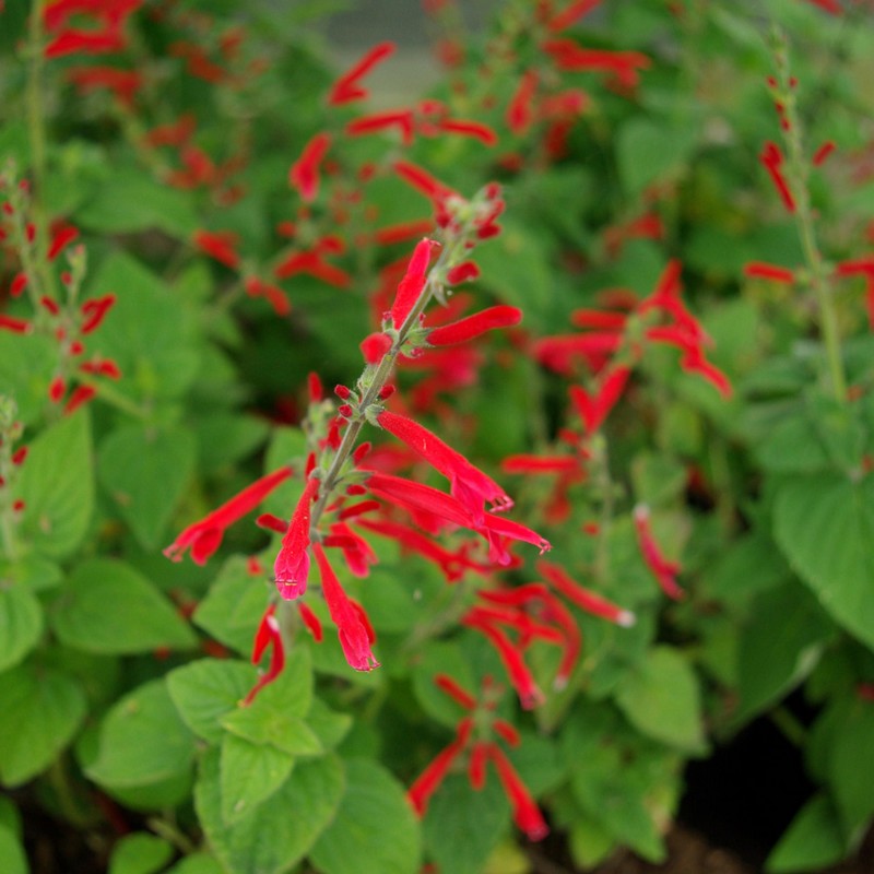 Salvia elegans 'Scarlet Tangerine'
