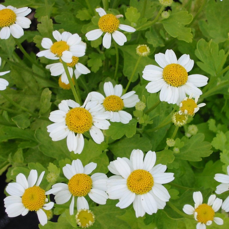Tanacetum parthenium 'Aureum'