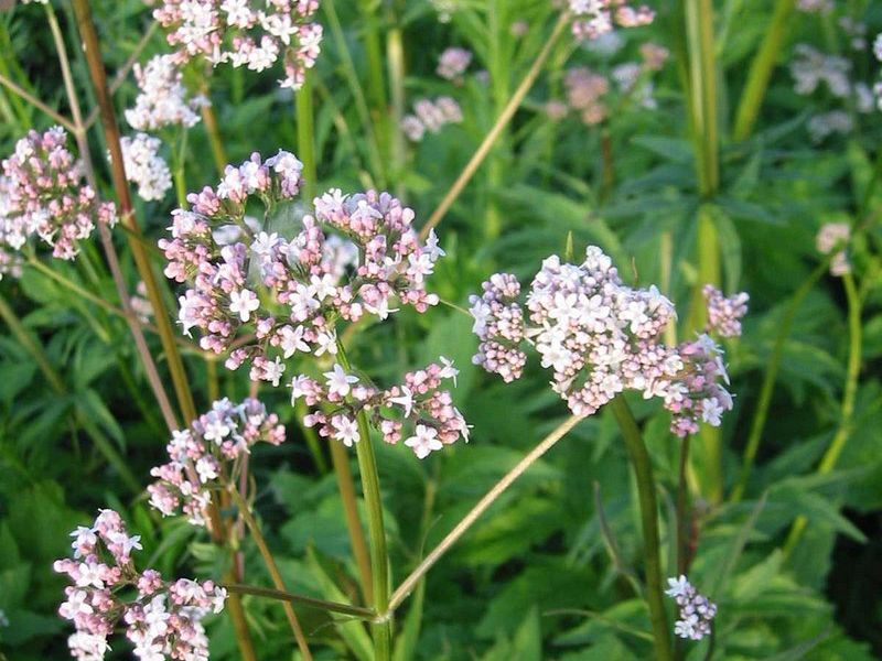 Valeriana officinales