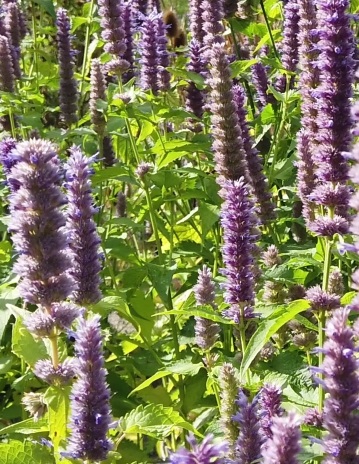 Agastache rugosa