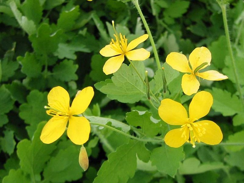 Chelidonium majus