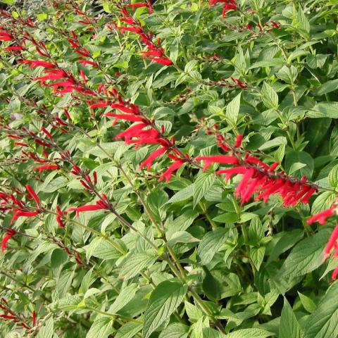 Salvia elegans 'Scarlet Pineapple'