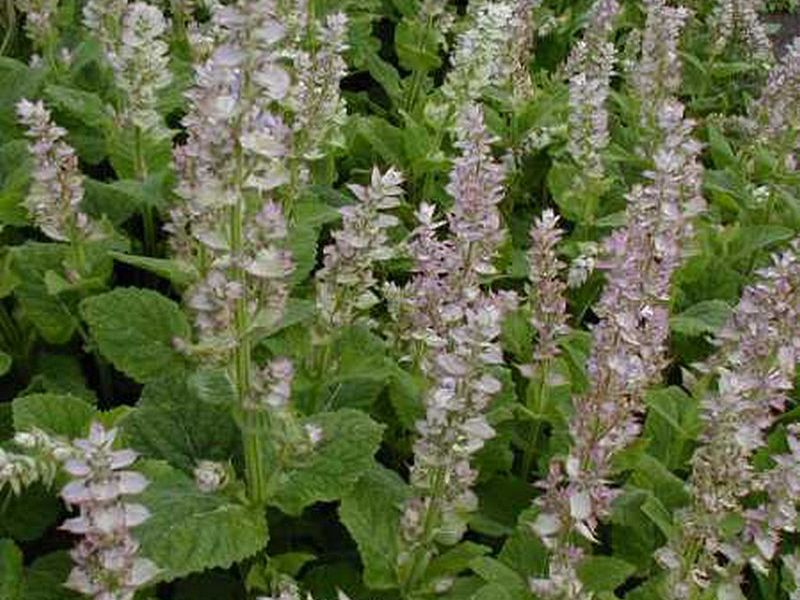 Salvia sclarea