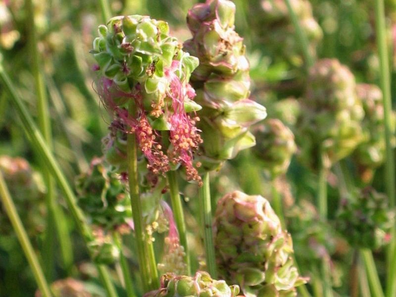 Sanguisorba minor