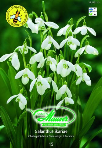 Galanthus ikariae, simple 15