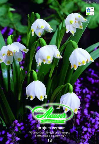 Leucojum vernum 18