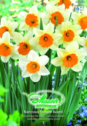 Narcisse GC Sempre Avanti 5