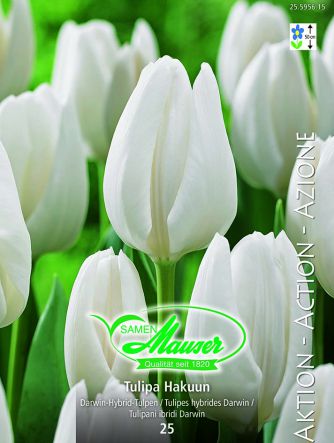 Tulipe THD Hakuun 25