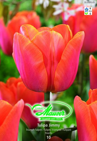 Tulipe TT Jimmy 10