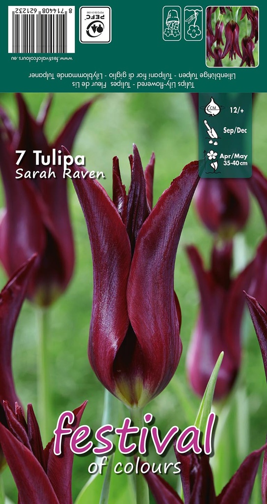 Tulipes 'Sarah Raven'