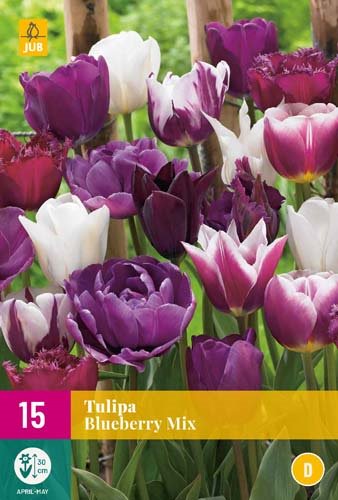 TULIPE  BLUEBERRY MIX
