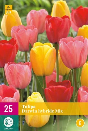 TULIPE  DARWIN MIX