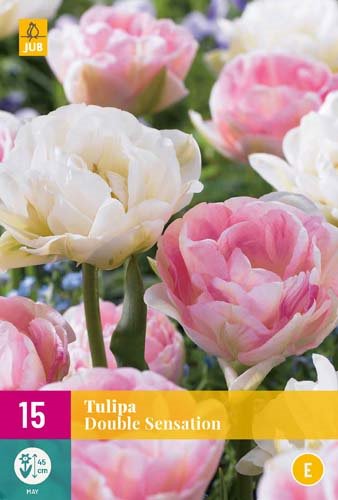 TULIPE  DOUBLE SENSATION