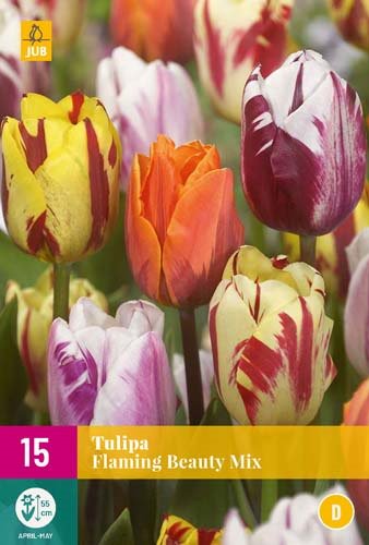 TULIPE FLAMING BEAUTY MIX