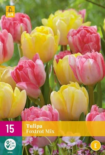 TULIPE FOXTROT MIX