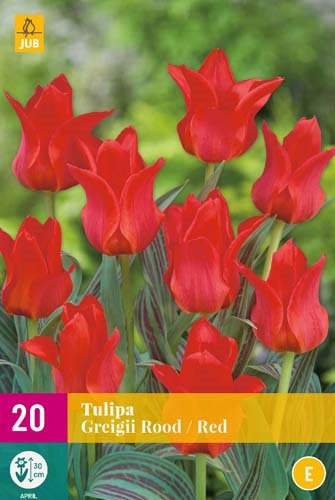 TULIPE GREIGII RED