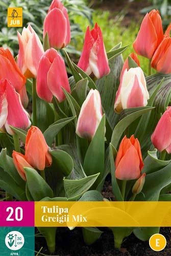 TULIPE GREIGII MIX