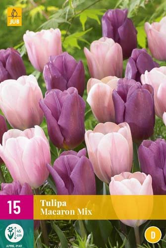 TULIPE MACARON MIX