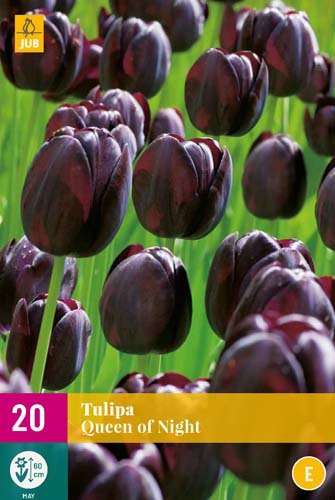 TULIPE QUEEN OF NIGHT