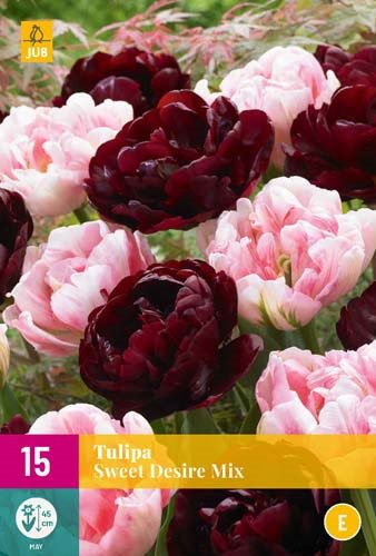 TULIPE SWEET DESIRE MIX