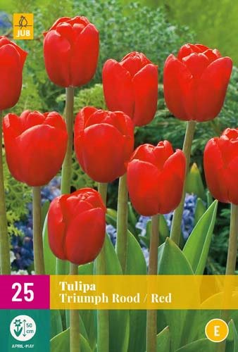 TULIPE TRIUMPH RED