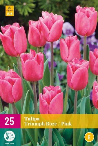 TULIPE TRIUMPH PINK