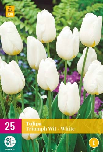 TULIPE TRIUMPH WHITE