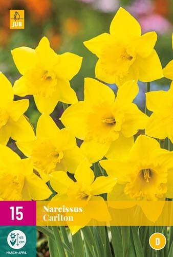 NARCISSUS CARLTON