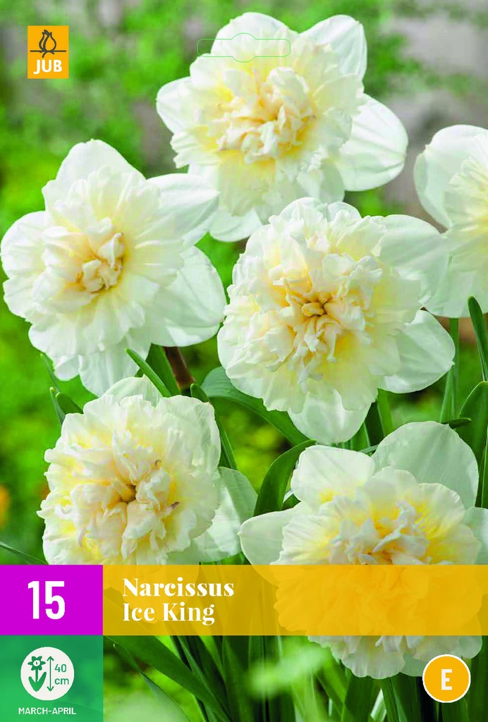 NARCISSUS ICE KING