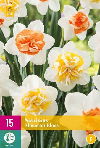 NARCISSUS MACARON BLOSS