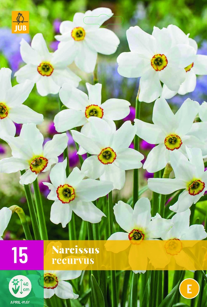 NARCISSUS RECURVUS