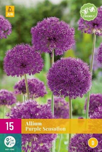ALLIUM PURPLE SENSATION
