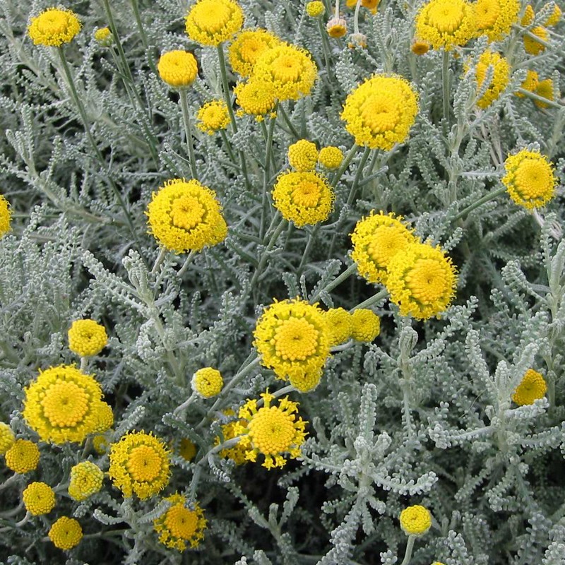 Santolina chamaecyparissus