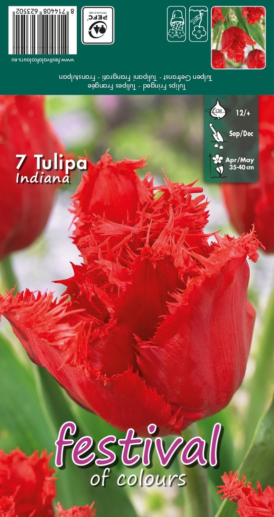 Tulipes 'Indiana'