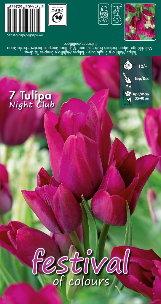 Tulipes 'Night Club'