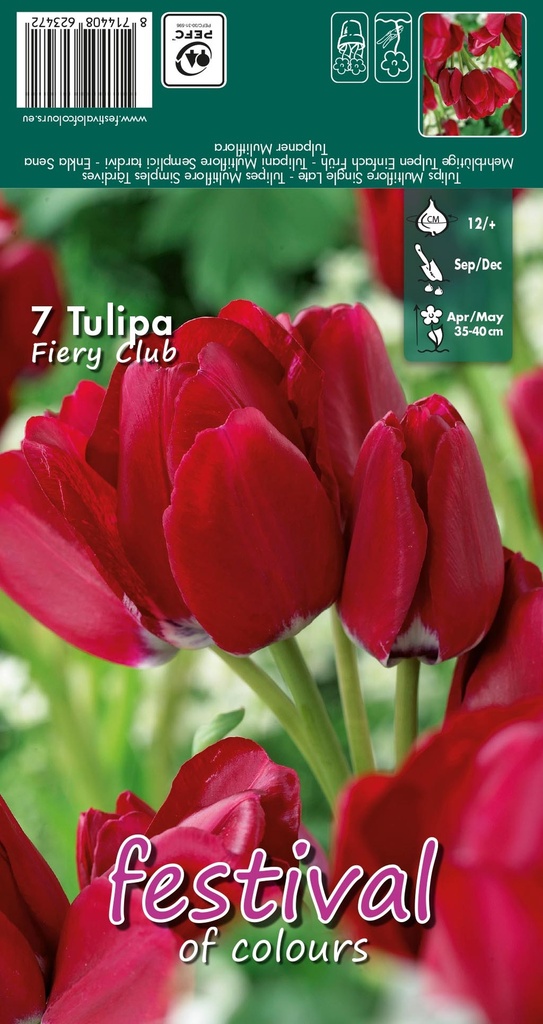 Tulipes 'Fiery Club'