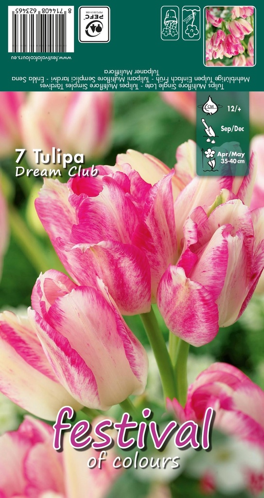 Tulipes 'Dream Club'