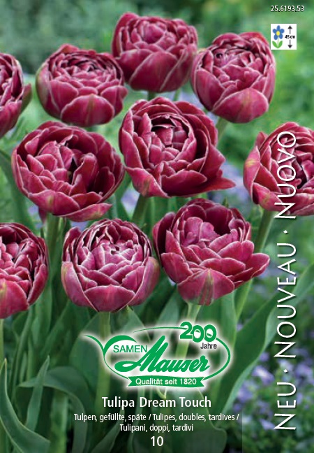 Tulipe TTD Ice Wonder    5