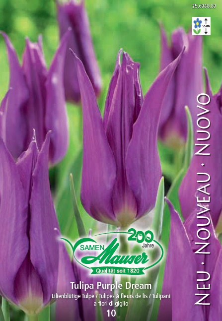 Tulipe TL Purple Dream