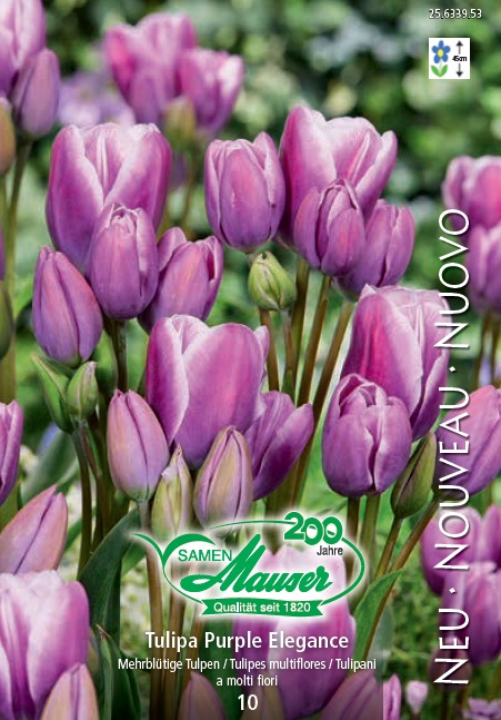 Tulipe Purple Elegance