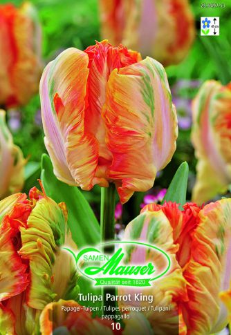 Tulipe TP Perroquet mélange  10