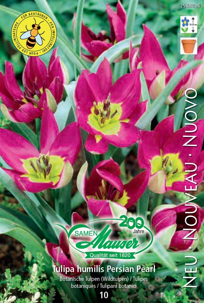 Tulipe botanique Persian Pearl