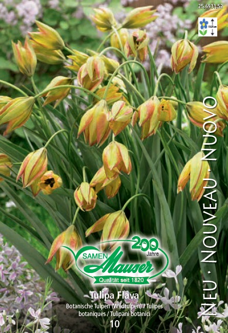 Tulipe botanique orphan. Flava