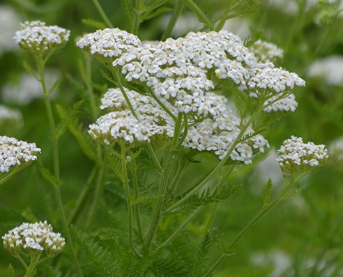 Achillea millefolium