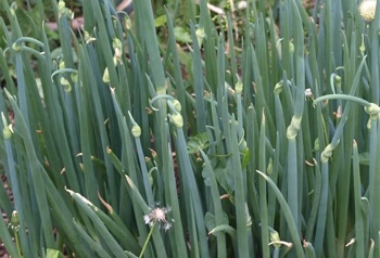 Allium cepa 'Proliferum'