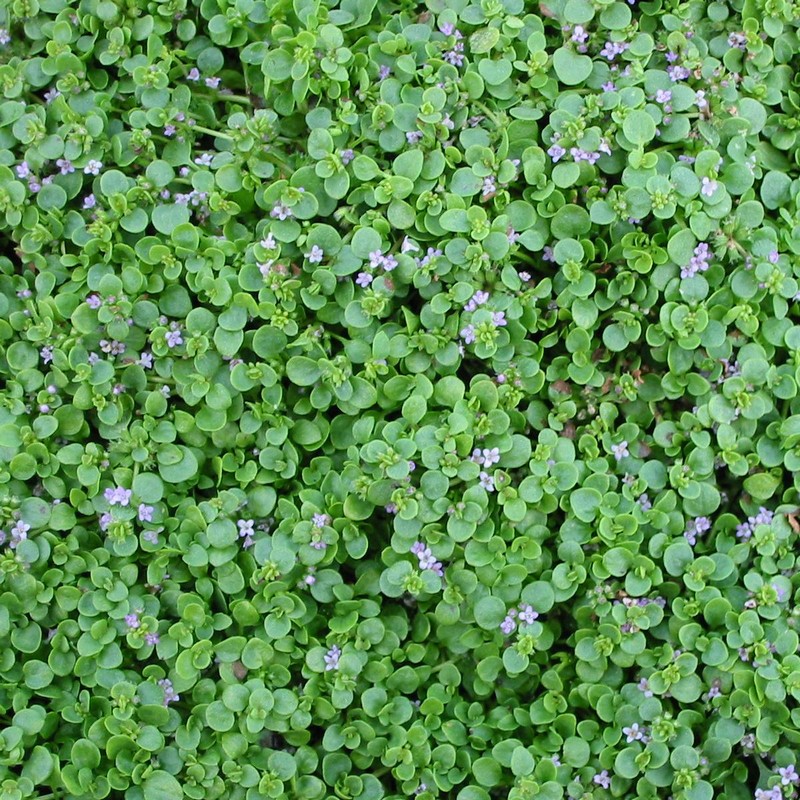 Mentha requinii