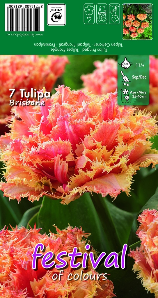 Tulipes Brisbane